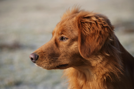 toller-ruede-mogwai-seite